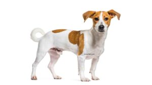 Jack Russell Terrier