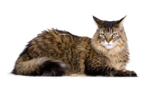 Maine coon