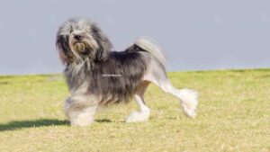 Petit chien lion