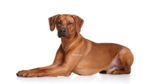 Rhodesian Ridgeback