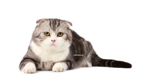 Scottish fold