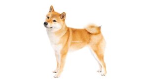 Shiba Inu