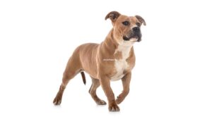 Staffordshire Bull Terrier