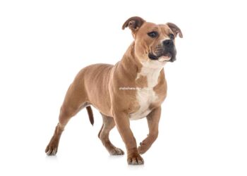 Staffordshire Bull Terrier 4 Staffordshire Bull Terrier