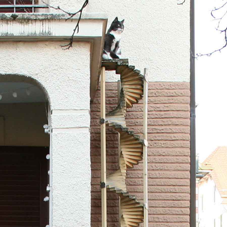 Suisse échelles chats