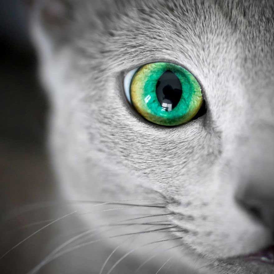 Xafi Auri yeux verts chats bleu russe