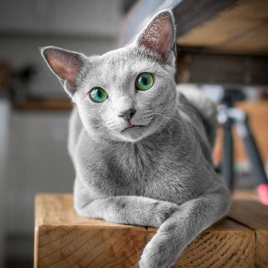 Xafi Auri yeux verts chats bleu russe