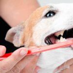 Pourquoi et comment brosser les dents d'un chien. Conseils vétérinaires