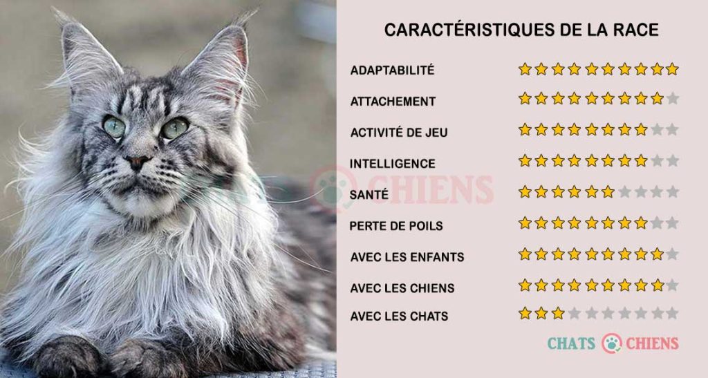 caracteristiques-chats-maine-coon