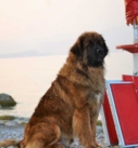 chien sauvetage Leonberger