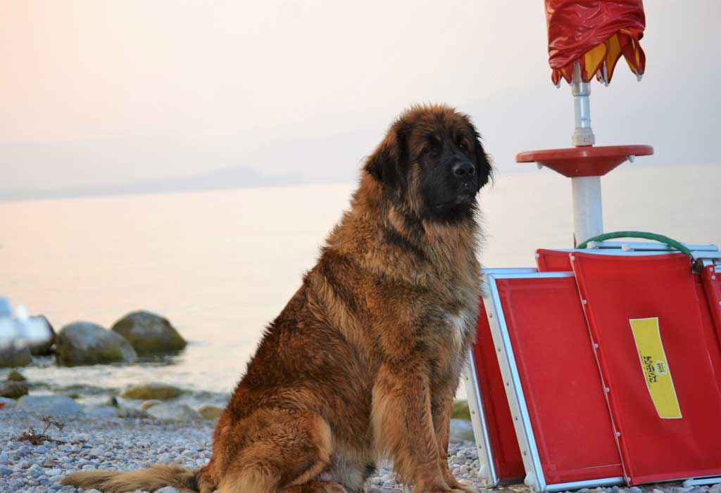 chien sauvetage Leonberger