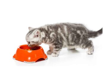 nourrir les chatons de la naissance à 3 mois