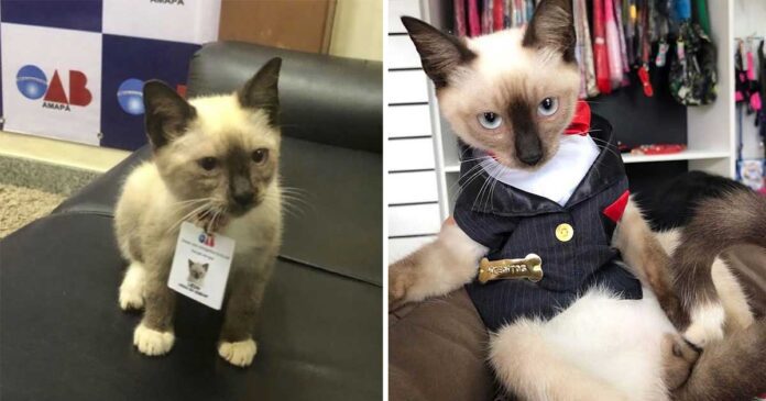 chat embauché cabinet d'avocats