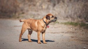 Border Terrier