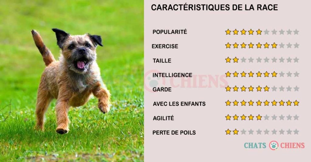 caracteristiques-Border-Terrier