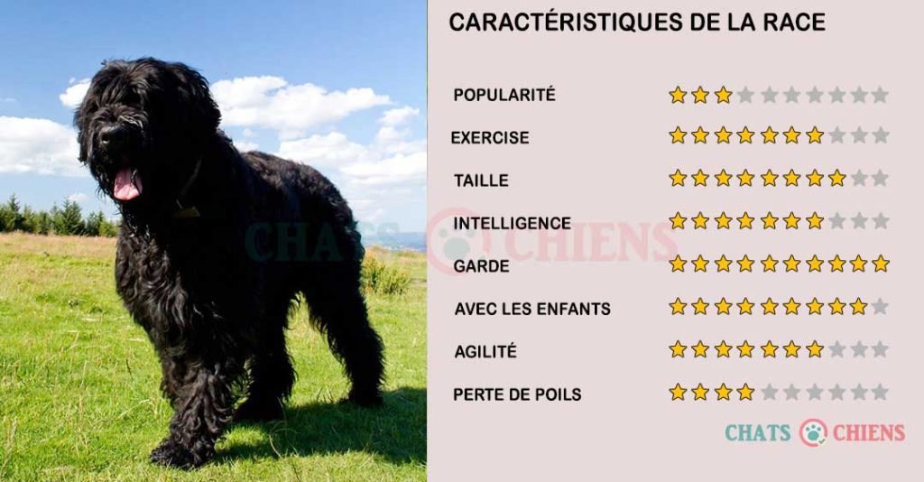 caracteristiques-Terrier-noir-russe