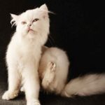 Comment éliminer les puces de mon chat? Ici, nous expliquons différentes façons