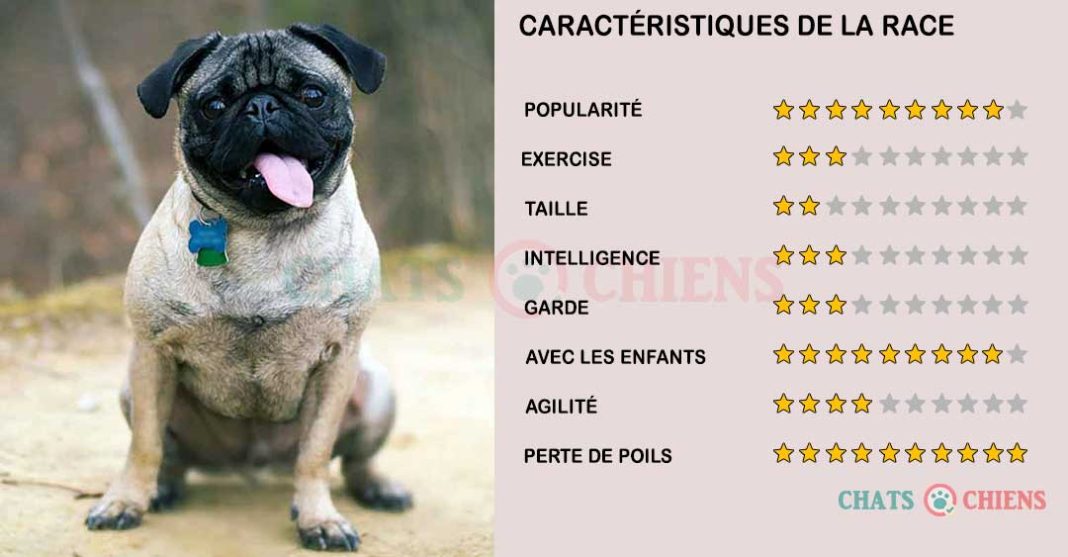 Carlin Caractéristiques Caractère Santé Chiens Chats