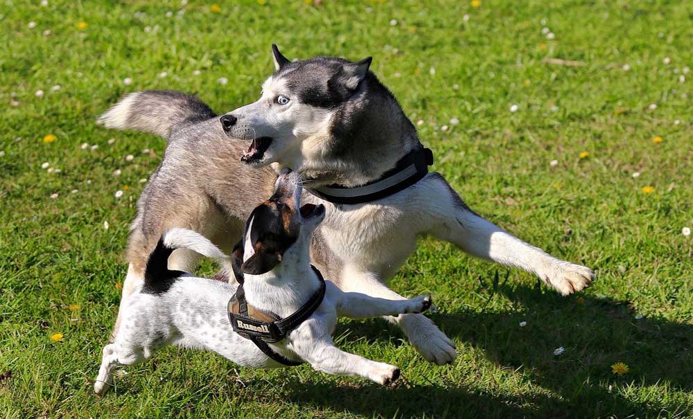 Agression entre chiens vivant dans la même maison