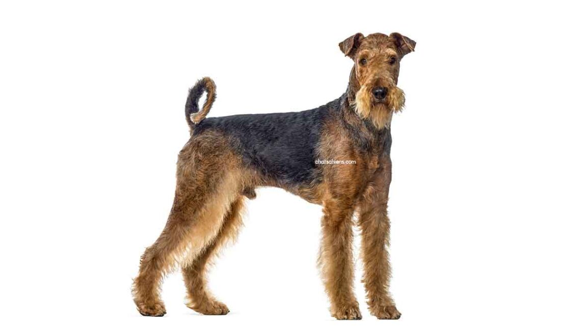 Airedale Terrier