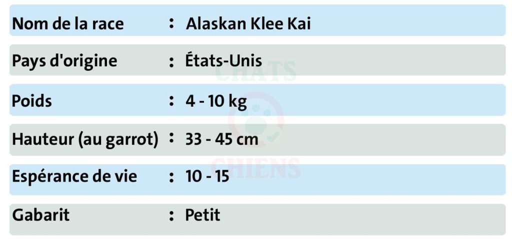 Alaskan-Klee-Kai
