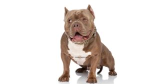 American Bully