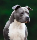 chien American Staffordshire Terrier