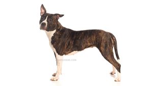 American Staffordshire Terrier