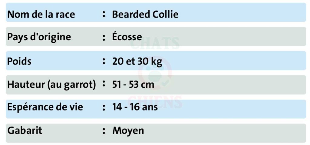 Bearded-Collie