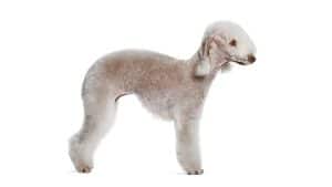 Bedlington Terrier