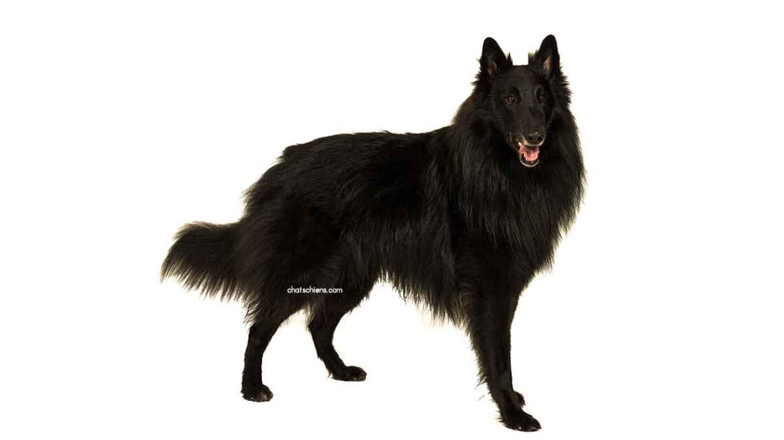 Berger Belge Groenendael