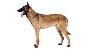 Berger Belge Malinois