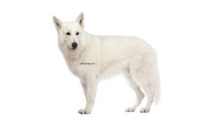 Berger Blanc Suisse