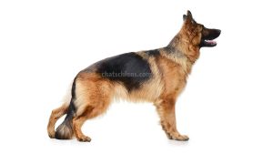 Berger Allemand