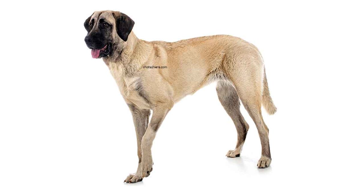 Berger d’Anatolie – Kangal