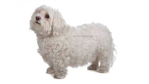 Bichon Bolonais