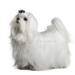 Bichon Maltais