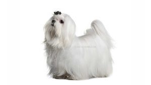 Bichon Maltais