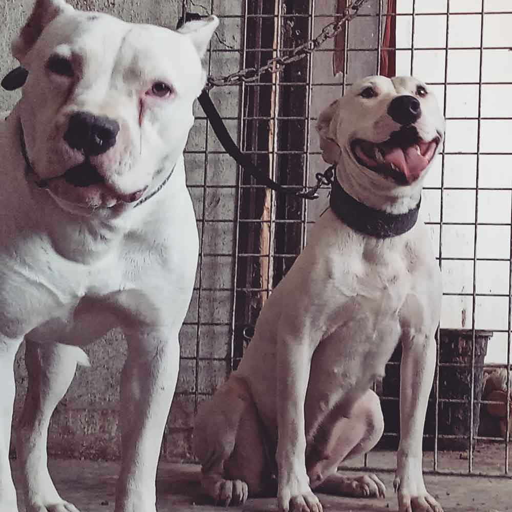 Blanca Blanco chiens sauvés combats