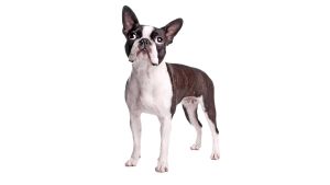 Terrier de Boston