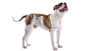 Bouledogue Américain