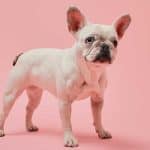 Bouledogue Français