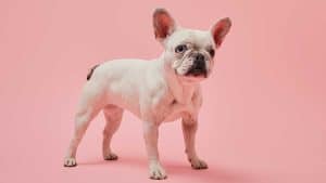 Bouledogue Français