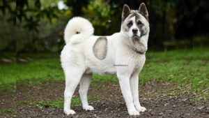 Buhund Norvégien