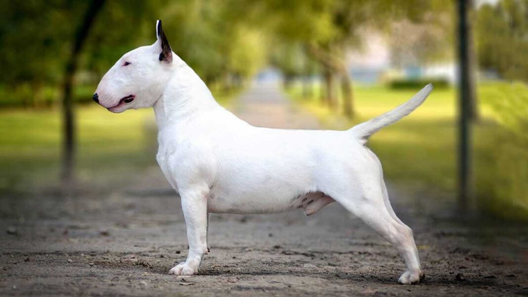 Bull Terrier