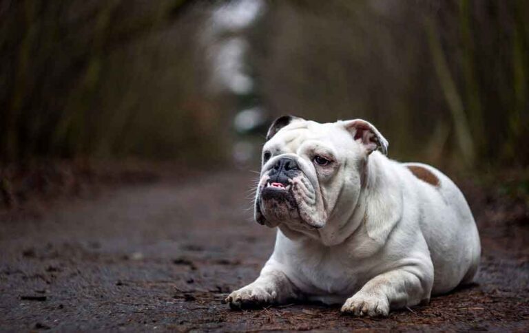 Bulldog Anglais Le Plus Vieux Du Monde Bulldog anglais | Informations et faits - Chiens Chats