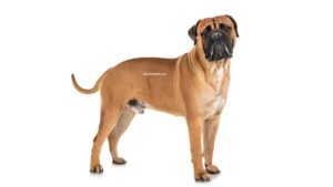 Bullmastiff