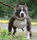 chien American Bully