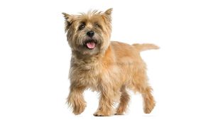 Cairn Terrier