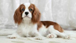 Cavalier King Charles Spaniel